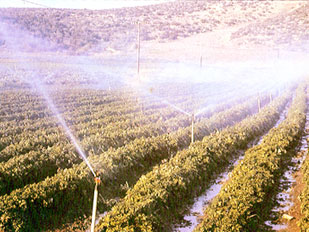 Micro Irrigation